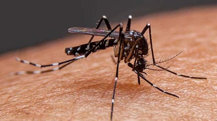 ডেঙ্গুতে আরও ৫ জনের মৃত্যু, নতুন ভর্তি এক হাজার ১৬২ জন