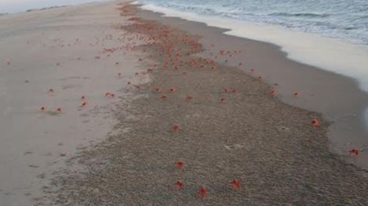 সোনাদিয়া দ্বীপে জীববৈচিত্র্য ফিরিয়ে আনতে সরকারের উদ্যোগ