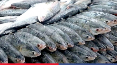 Bangladesh suspends hilsa imports from India