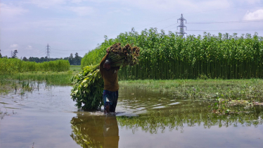 Heavy rains stunt jute growth, raising farmers` financial woes Heavy rains stunt jute growth, raising farmers` financial woes