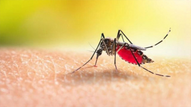 Two die, 157 hospitalised as dengue cases continue to rise