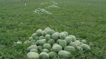 69 lakh tonnes of watermelons expected in coastal Khulna
