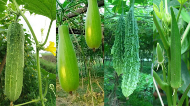 5 Monsoon Vegetables to Grow in Bangladesh 5 Monsoon Vegetables to Grow in Bangladesh