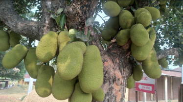 Dinajpur expects bumper jackfruit harvest this season