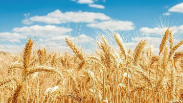 Argentina now Bangladesh’s top wheat supplier Argentina now Bangladesh’s top wheat supplier