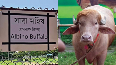 Zoo curator suspended over Donald Trump buffalo mameplate