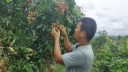 Vietnam longan cultivation opens new prospects in Hill Tracts