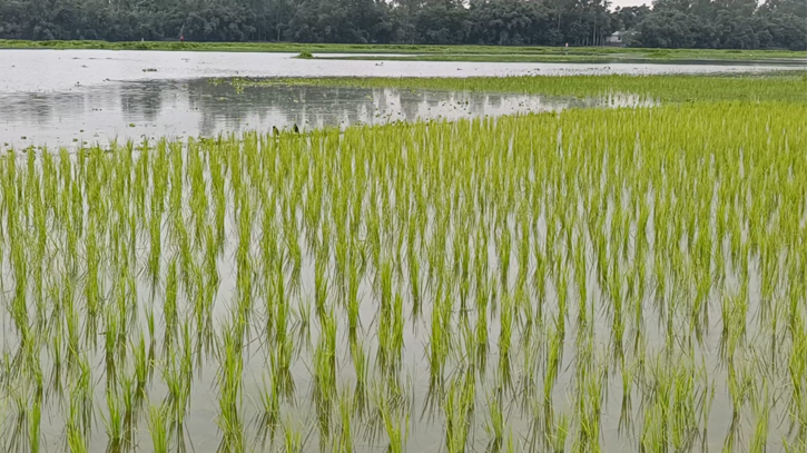 কু‌ড়িগ্রা‌মে নদ-নদীর পা‌নিতে তলিয়েছে নিচু এলাকার ফসলের ক্ষেত