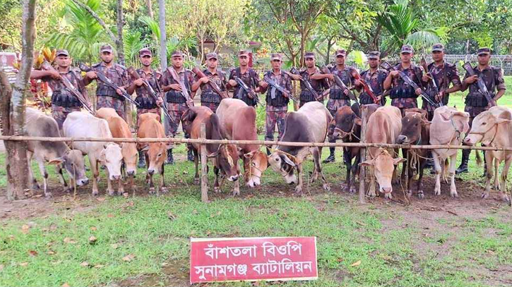 সুনামগঞ্জ সীমান্তে ১২টি ভারতীয় গরু আটক করেছে বিজিবি