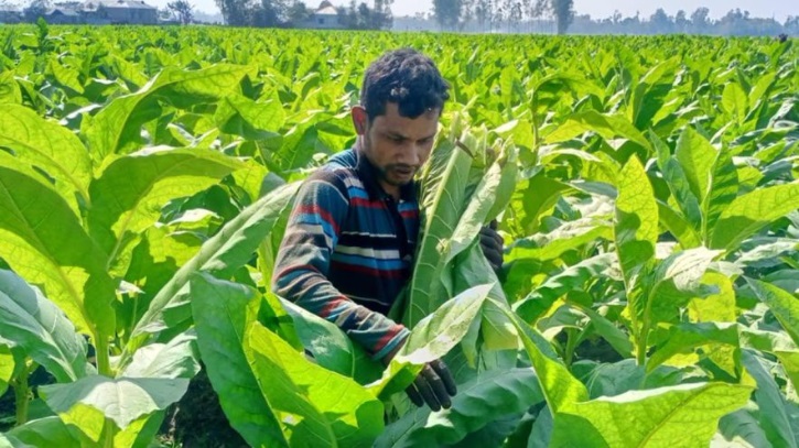 ধানে লাভ নেই, তামাক চাষে ঝুঁকছেন কৃষকরা ধানে লাভ নেই, তামাক চাষে ঝুঁকছেন কৃষকরা