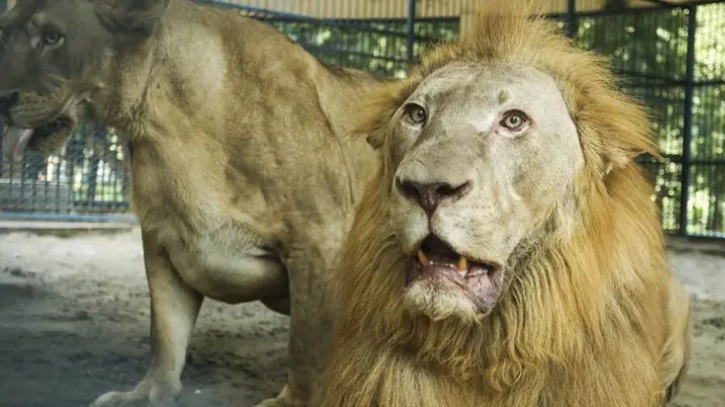 মিরপুর চিড়িয়াখানায় খাঁচা থেকে বেরিয়ে গেছে সিংহ