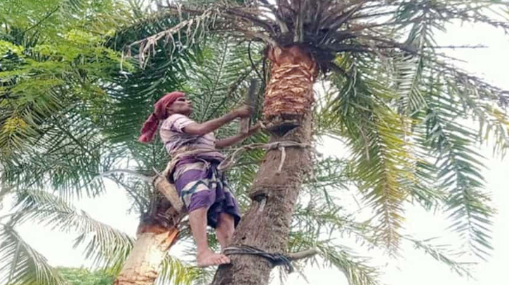 চাঁদপুরে শীতের আমেজে খেজুর রস সংগ্রহে ব্যস্ত গাছিরা