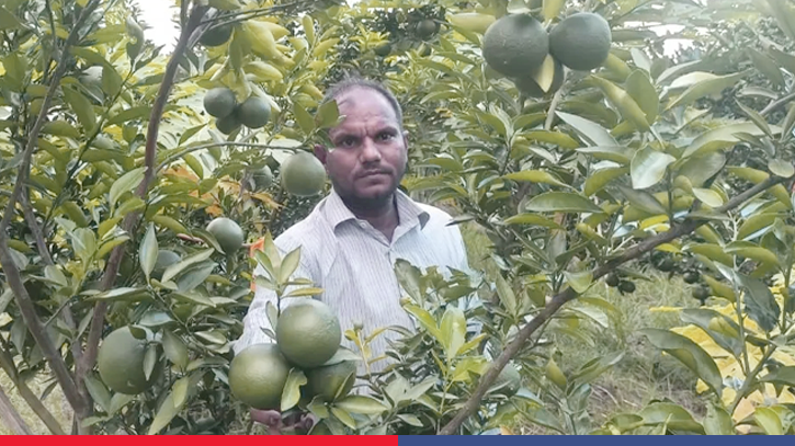 গাড়ির স্টিয়ারিং থেকে ফলের বাগান, মিজানুরের সাফল্যের গল্প গাড়ির স্টিয়ারিং থেকে ফলের বাগান, মিজানুরের সাফল্যের গল্প