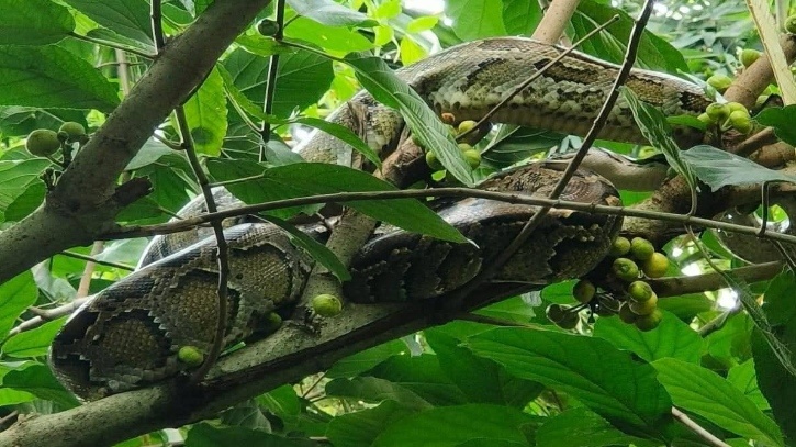 কুড়িগ্রামে ১০ ফুট অজগর উদ্ধার