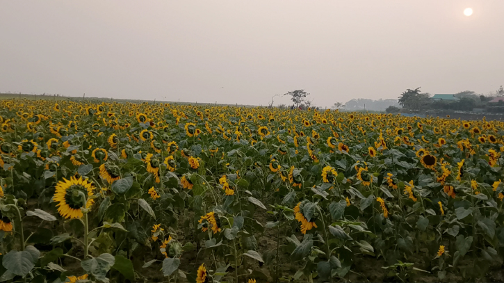নেত্রকোণায় হাওরের কৃষিতে এসেছে নতুন মাত্রা সূর্যমুখী চাষ নেত্রকোণায় হাওরের কৃষিতে এসেছে নতুন মাত্রা সূর্যমুখী চাষ