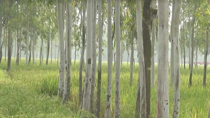 ইউক্যালিপটাস ও আকাশমণি রোপন না করার নির্দেশ ইউক্যালিপটাস ও আকাশমণি রোপন না করার নির্দেশ