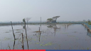 সোনার ফসলের বিল ডাকাতিয়া এখন পানির দখলে