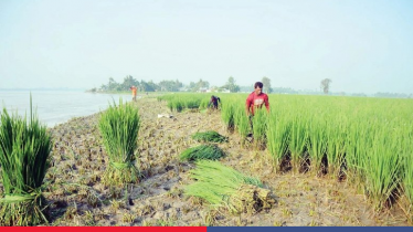কষ্টের আমন ধান এখন গরুর খাবার, তিস্তার ভাঙনরোধে নেই উদ্যোগ