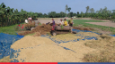 উত্তরাঞ্চলে আমন ধান কাটা শুরু, শীতকালীন সবজি চাষের প্রস্তুতি