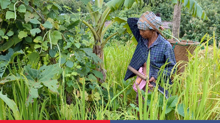 সোনালি ধানে হাসছে পাহাড়, ফসল কাটায় ব্যস্ত জুমিয়ারা