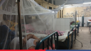 Dengue death toll reaches 250 this year