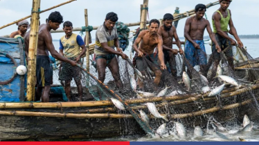 Govt allocates 1,657 tonnes of rice for hilsa-ban families