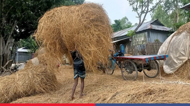 Cattle farmers struggle as straw prices reach Tk 25 per kg
