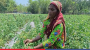 Govt launches drive to nurture 20,000 agri-entrepreneurs