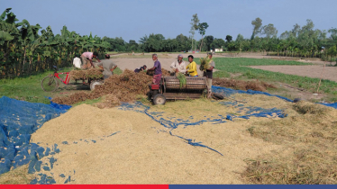 Early Aman harvest begins in northern Bangladesh