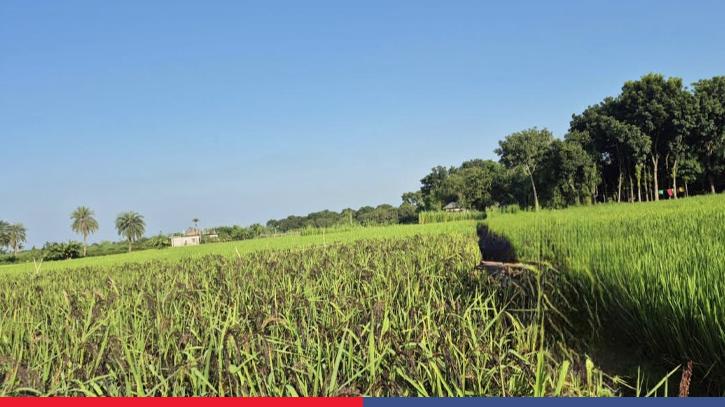 Black rice trial raises hopes in Rajshahi